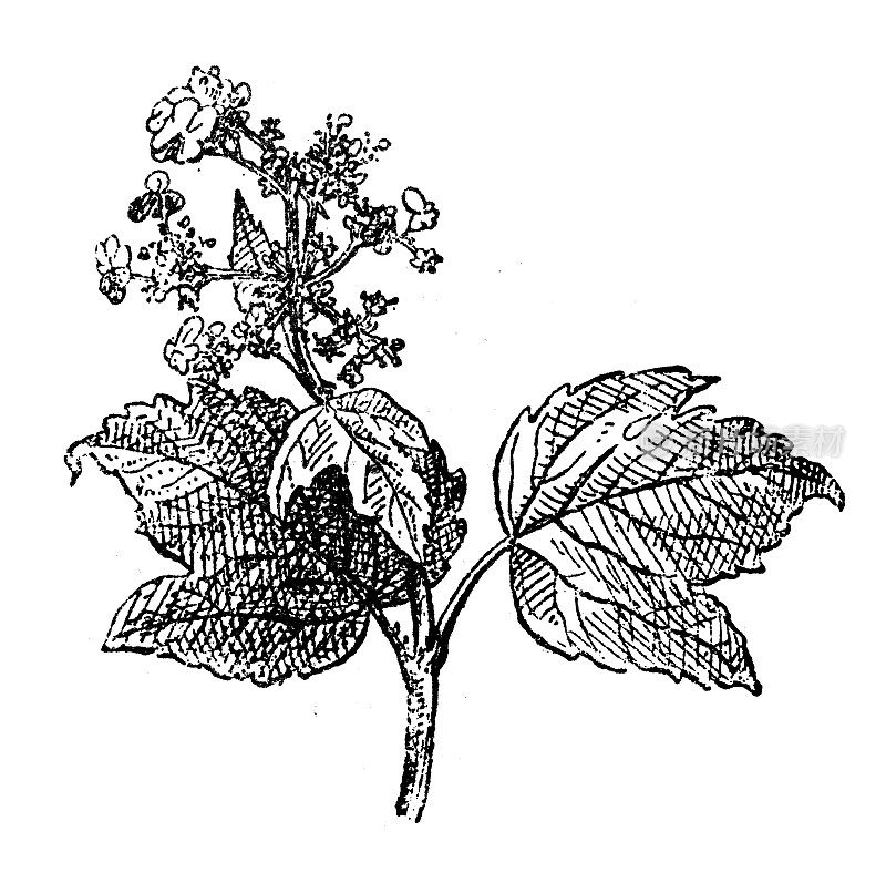 古董插图:荚蒾、guelder rose